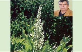 صنع عقار نباتي لمعالجة سرطان الجلد بايران