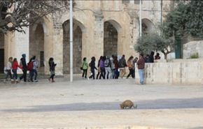 مستوطنون يقتحمون المسجد الاقصى قبل طردهم