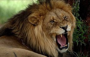 أسد يفترس عاملا بحديقة للحياة البرية في كاليفورنيا