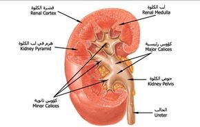دراسة:الأدوية المخفضة للكولسترول تضر الكلى