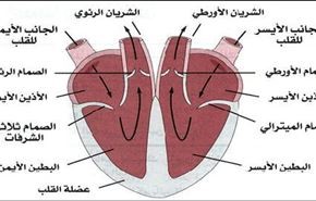 نجاح الإيرانيين في زراعة صمام القلب الأبهري للخروف