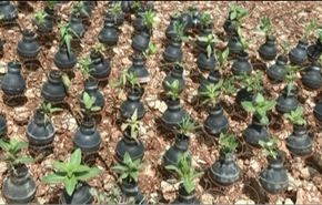 فيديو:ام فلسطينية تزرع حديقتها بفوارغ المسيلات التي قتلت ولدها