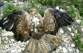 بالصور.. نسر جارح يتجسّس في أجواء لبنان!