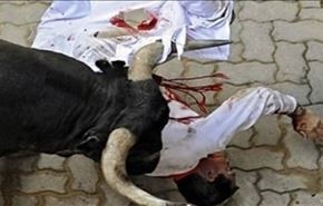 قصاب مصری به جای گوساله قربانی شد!