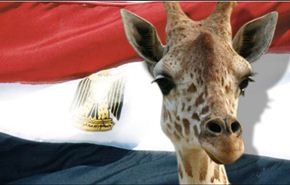 وزيرمصري يأمر بالتحقيق في 
