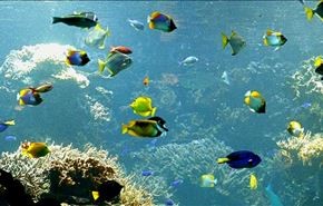 روش جدید و جالب برای نقاشی زیر آب + فیلم