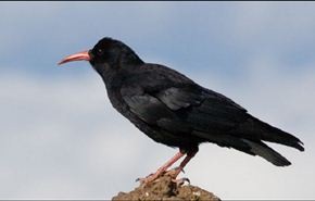 شاهد.. ياله من غراب ذكي جدا...