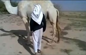 أراد العبور من تحت الناقة ... شاهد ماذا حدث؟