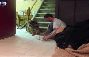 شاهد ردة فعل نمر عند تشغيل مكنسة كهربائية..!