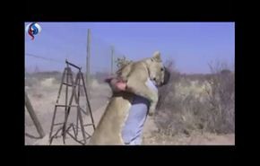 شاهد..ردة فعل لبؤة عند رؤيتها للرجل الذي رباها