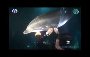 شاهد..دولفين يطلب مساعدة غواص لانقاذه