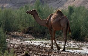 عالم بيئي: 74 بالمائة من إبل السعودية مصابة بفيروس كورونا