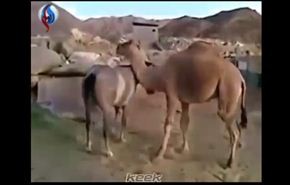 شاهد..عناق حار بين حصان وجمل بعد سنوات من الفراق