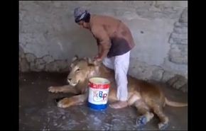بالفيديو.. رجل يرغم أسدا على الاستحمام