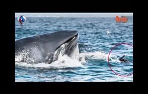 بالفيديو.. نجاة مصور في اللحظة الأخيرة من حوت