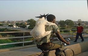 سواری بز کوهی از دوچرخه سوار ! + فیلم