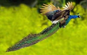 فیلم دیدنی از طاووس