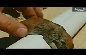شاهد ..رجل يسعف قلب سنجاب غريق
