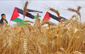 خسائر القطاع الزراعي في غزة جراء العدوان 251 مليون دولار