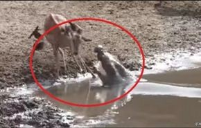 شاهد ...كيف نجى الغزال من قبضة تمساح حاول افتراسه؟