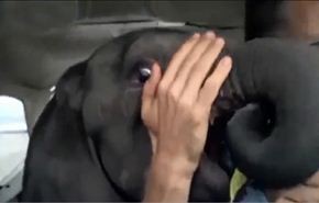 بالفيديو/ وفاة فيل صغير تأثرًا بذبح والديه