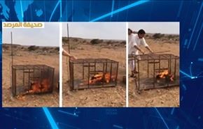قتل بی‌رحمانه یک روباه + فیلم