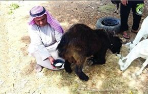 بالصور/في  الامارات.. تيس يدر الحليب يثير الاستغراب