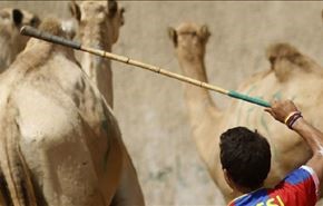 عکس؛ مسی در مصر شترچرانی می‌کند!