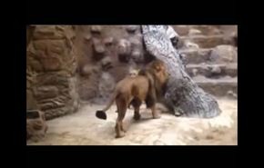 بالفيديو..رغم وصفه بالـ