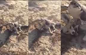 بالفيديو... شابا يصطاد ثعلبا بواسطة صقر