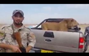 شاهد... أسد يرافق جنودا عراقيين