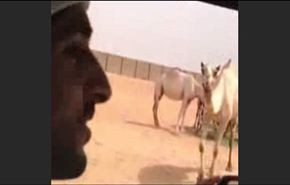 بالفيديو...شاهد قُبلة ولي عهد دبي على وجنة ناقته‎!