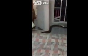 بالفيديو..ماذا وجدت هذه الأسرة تحت السرير؟!