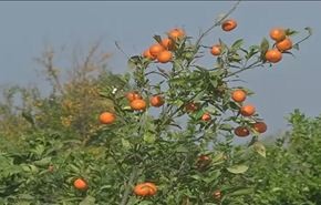 بدء جني الحمضيات في غزة