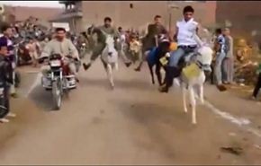 شاهد.. اجواء سارة في أول سباق للحمير؟!