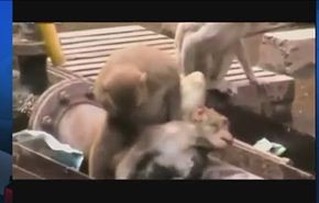 شاهد كيف ينقذ قرد شهم 