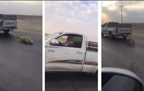رجل نزعت منه الرحمة يجر كلبا بسرعة جنونية...شاهد