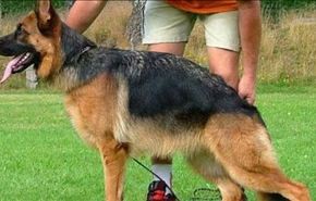 كلب يقضم اصبع صاحبه لينقذه من موت محقق، كيف؟