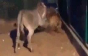 بالفيديو.. أسد يفقد ذاكرته بسبب شجاعة حمار