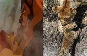 بالصور... لبؤة تنقذ أشبالها من مصير 