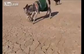 مشهد غير معتاد... حمار يصيد ثعلبا ويقتله !
