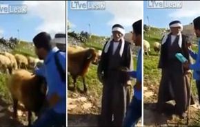 فيديو: كبش ينطح راعيا ويصيبه خلال مقابلة على الهواء