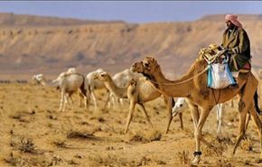 بالفيديو/أغرب طريقة لتهريب الجمال من اليمن إلى السعودية!