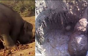 بالفيديو... أم فيل تقضى 11 ساعة لتحرير صغيرها