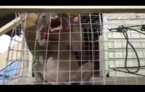بالفيديو... حيوان غريب يظهر في خليج الصين