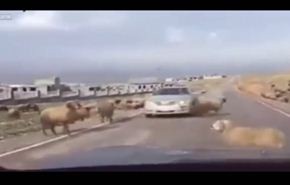 تناطح بين خروفين ينتهى بمفاجاة.. شاهد الفيديو