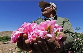 بالصور... موسم استخلاص ماء الورد في ايران