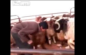فيديو طريف.. أقوى تحد في 