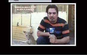 بالفيديو.. أسد يهاجم مراسلا على الهواء