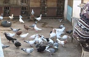تنظيم 